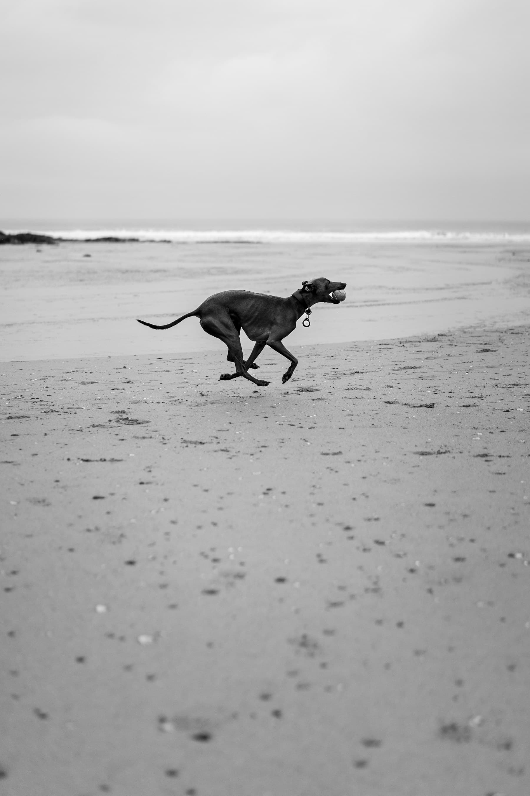 A whippet running along a wide, quiet beach