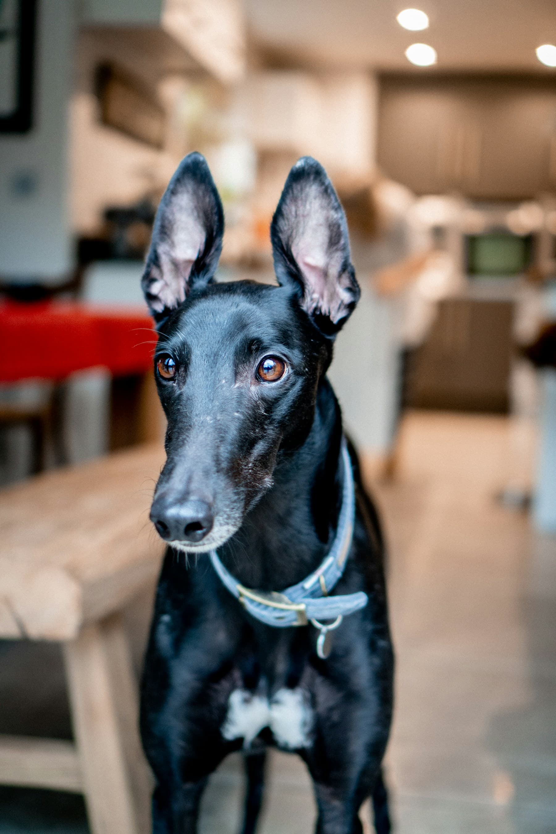An attentive greyhound in a quiet interior